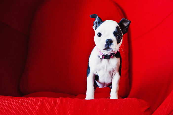 red sofa Sacramento puppy portrait