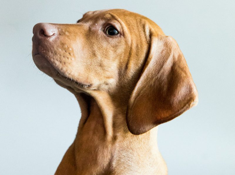 Pet Photos by Olin - Vizsla