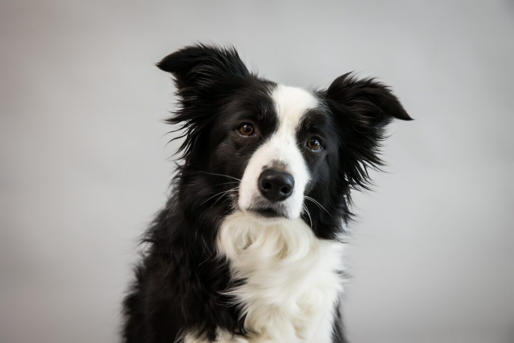 Sacramento pet photographer captures black and white border collie mix in studio with grey back drop