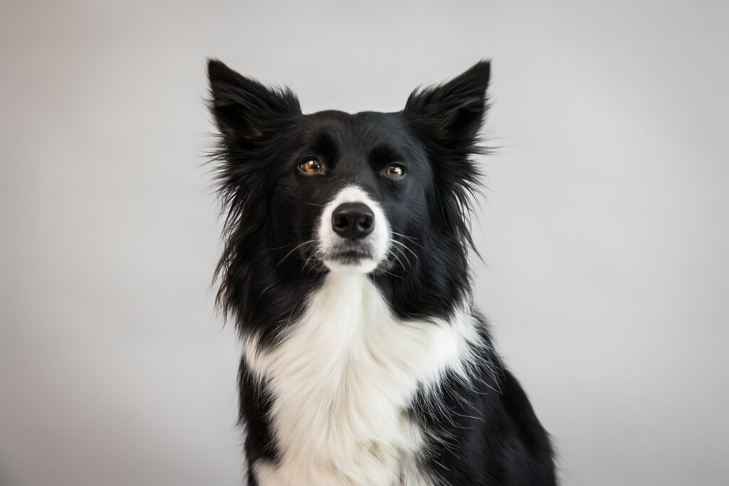 Sacramento pet photographer captures  border collie mix with white chest and black and white face in studio with grey backdrop