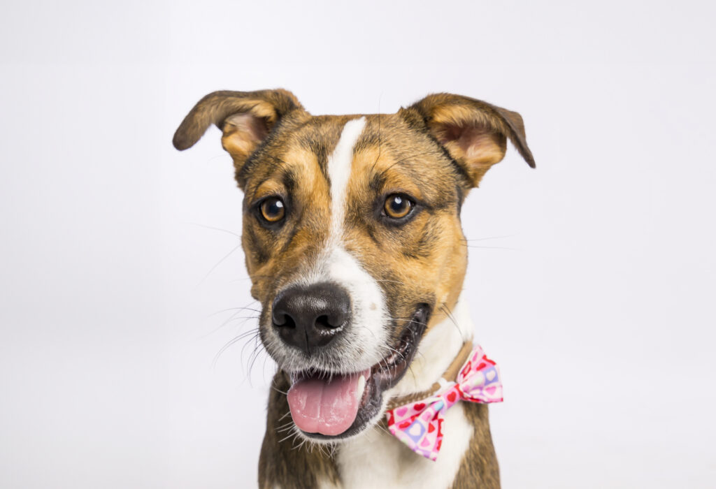 Pet Photography Sacramento 