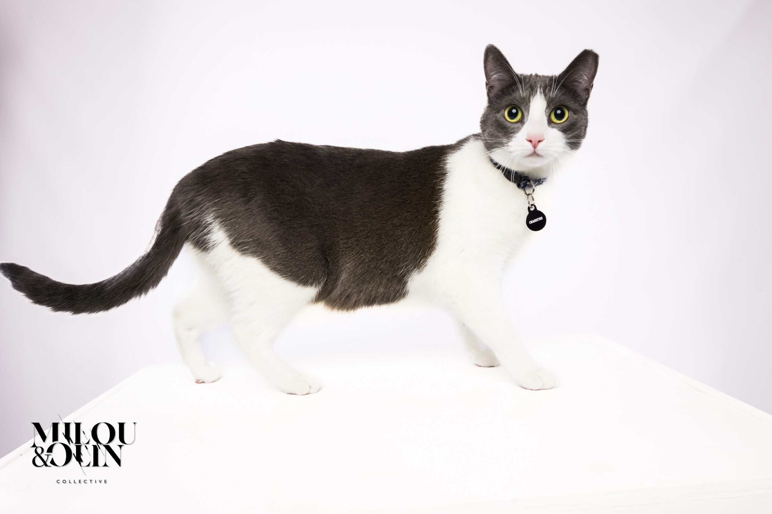 Cat Photo Session