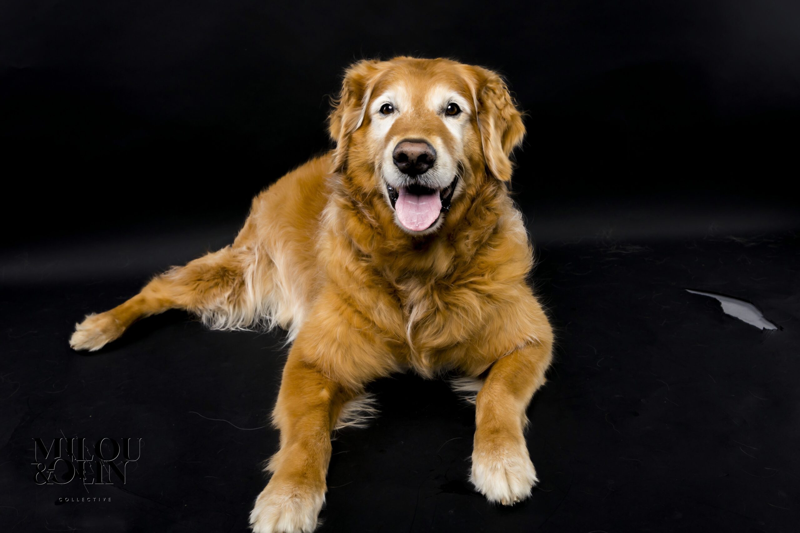 Senior Dog Session