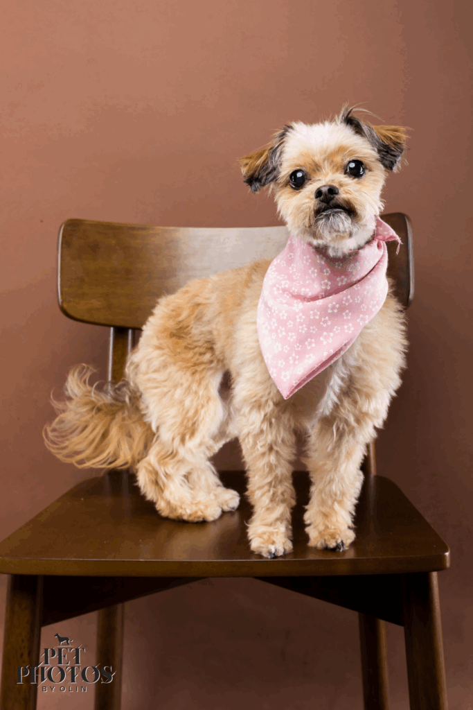 Petite Pet Senior