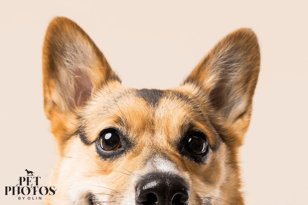 Modern Dog Model