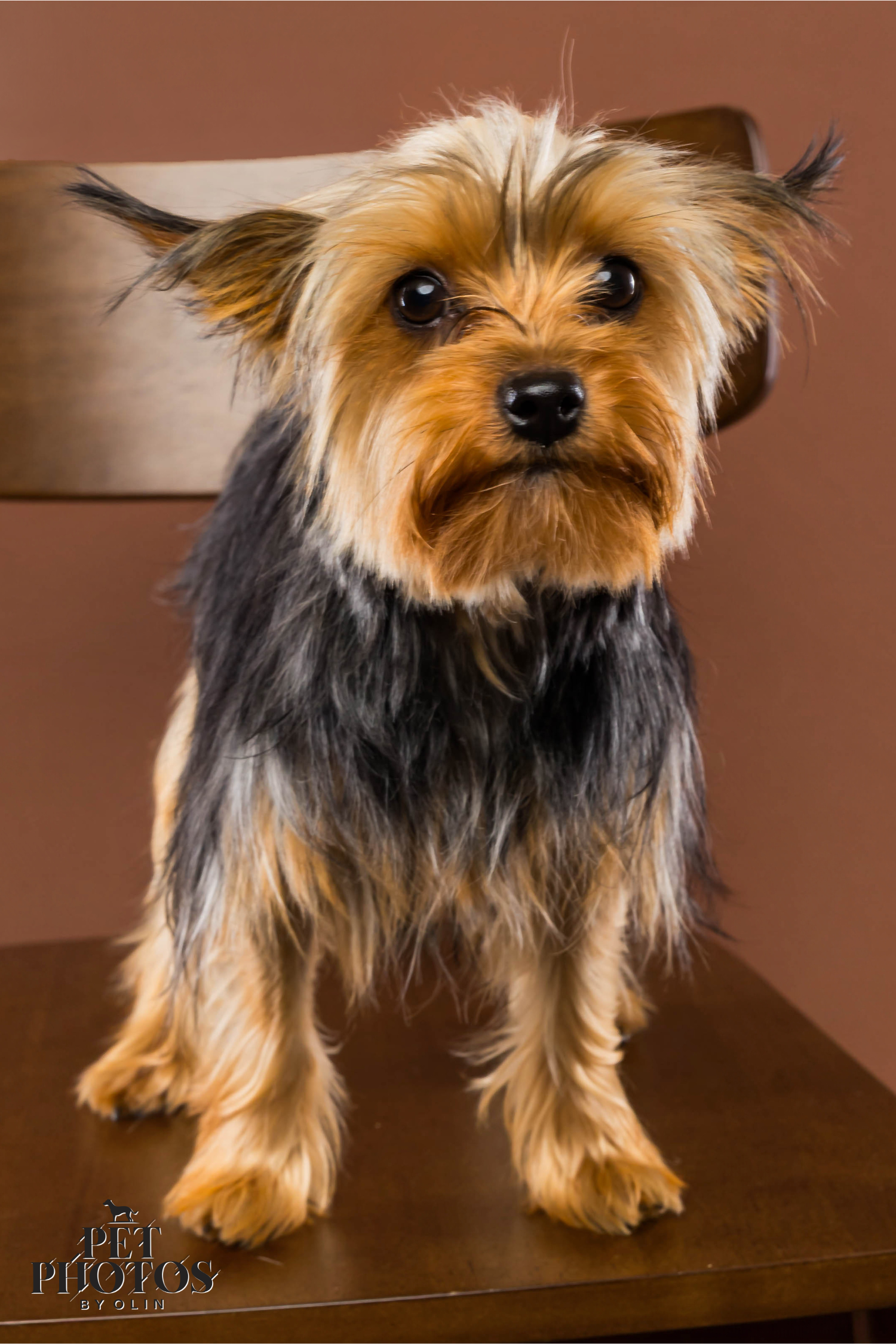Pet Yorkie Session