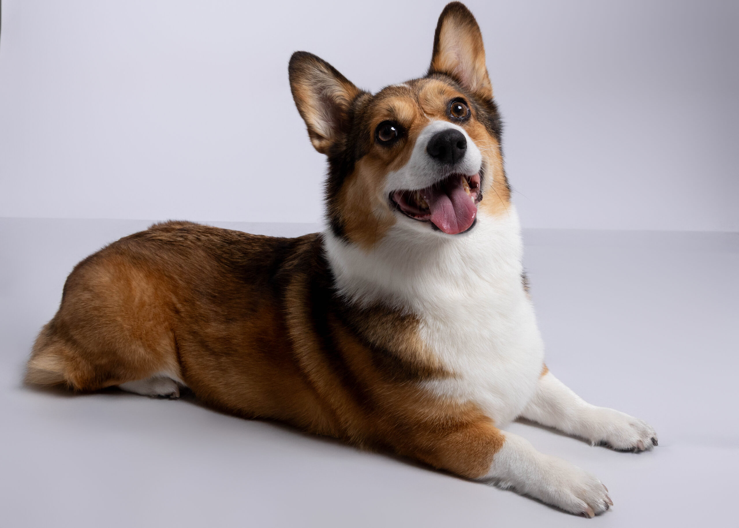 Corgi