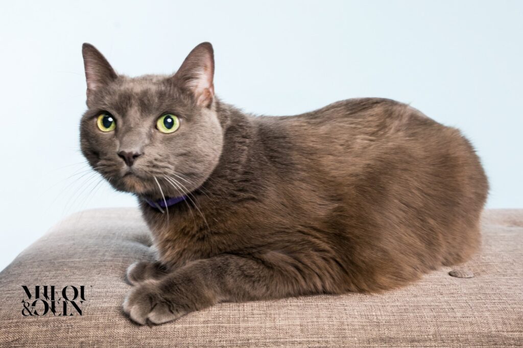 Russian Blue