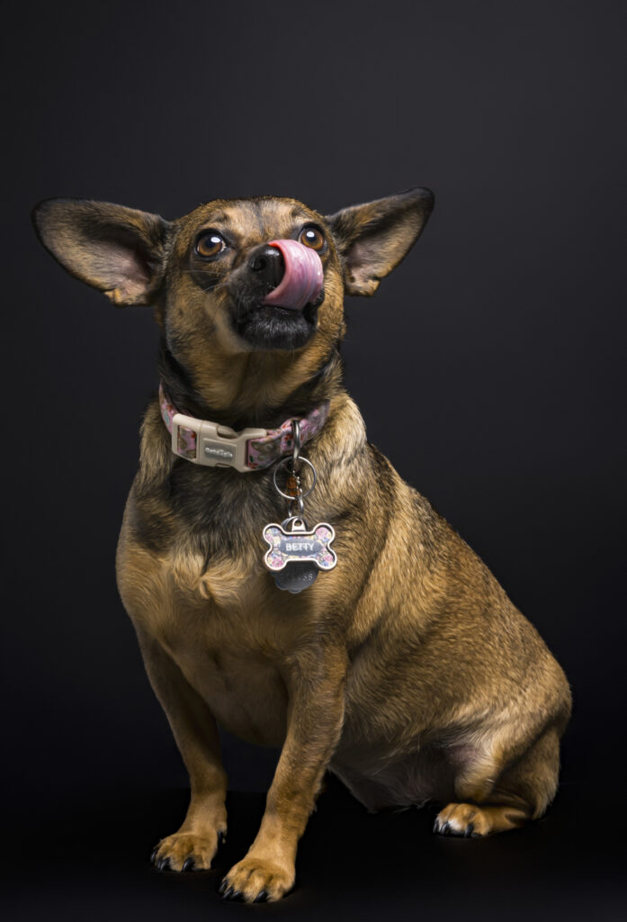 Full-body pet portrait photography session featuring a small rescue dog sitting against a dark editorial backdrop with a playful tongue-out expression.