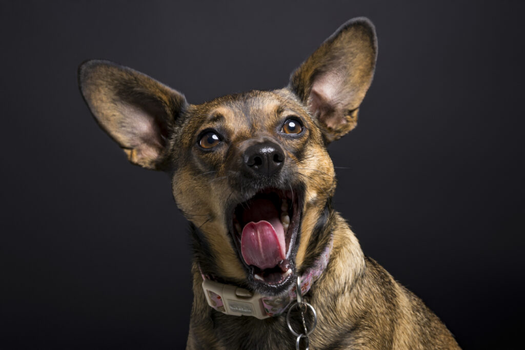 Close-up pet portrait photography of a small brown dog with expressive ears and playful personality captured in a dramatic studio lighting setup in Sacramento California.