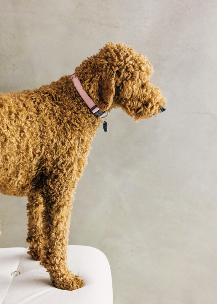 Fine art dog portrait in Sacramento — a doodle in elegant profile against a painterly backdrop