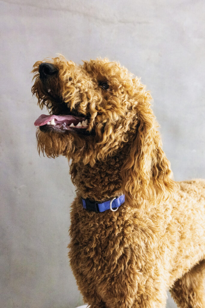 Fine art pet portrait in Folsom — a doodle standing in profile, gallery-style studio image